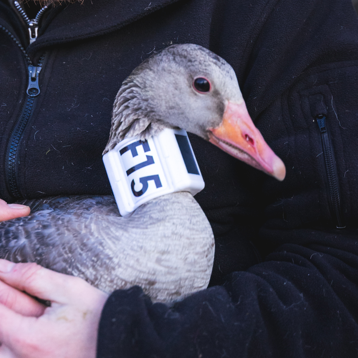 F15 Jeppe