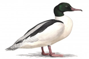 Isokoskelo uros