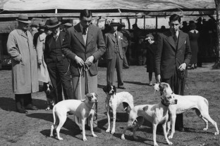Näyttelyiden ja kokeiden avulla jalostukseen löydettiin parhaat yksilöt. Porolaisessa koiranäyttelyssä esiteltiin pointtereita vuonna 1937. Kuva: Suomen Metsästysmuseo.