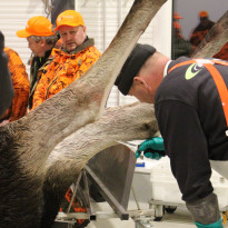 Nylkemisen opettelua.