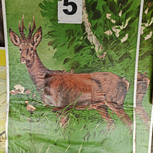 Eurooppalainen kauris.