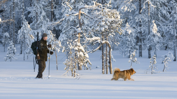 Näädänmetsästystä perinteisimmillään: suomenpystykorvan kanssa lumijäljellä. Kuva: Hannu Huttu