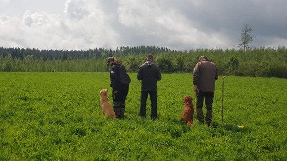 Koirat seuraavat edessä tapahtuvaa metsästystilannetta rauhallisena paikallaan