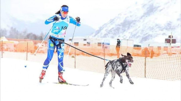 Koira juoksee hiihtäjän edellä