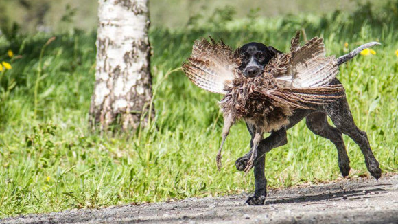 Nuori koira osaa kantaa lintua hienosti.