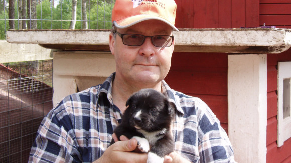 Harri Sanaksenaho on kasvattanut karjalankarhukoiria parikymmentä vuotta.