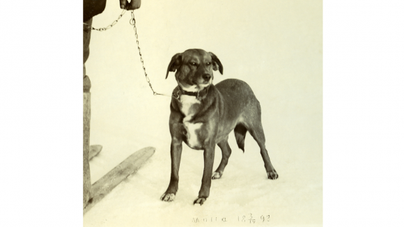 Ajokoirametsästys virisi Suomessa 1800-luvulla. Ajavat koirat olivat tuolloin hyvin monenkirjavia. Ajokoira nimeltä Molla kuvattiin Sipoossa vuonna 1893.