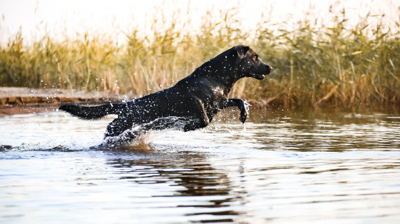 – Uiminen ja noutotreenit vedestä ovat kesällä parasta liikuntaa, tuumaa Nitro, labradorinnoutaja.