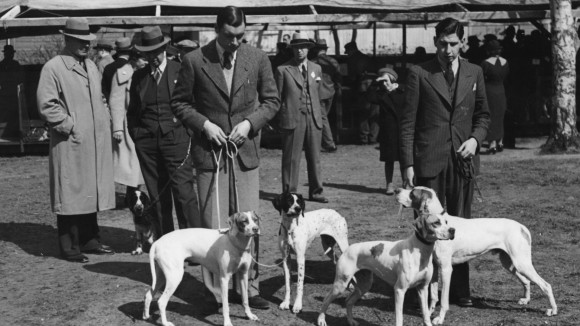 Med hjälp av utställningar och jaktprov hittade man de bästa individerna för avel. Pointrar visades upp vid en hundutställning i Björneborg 1937.