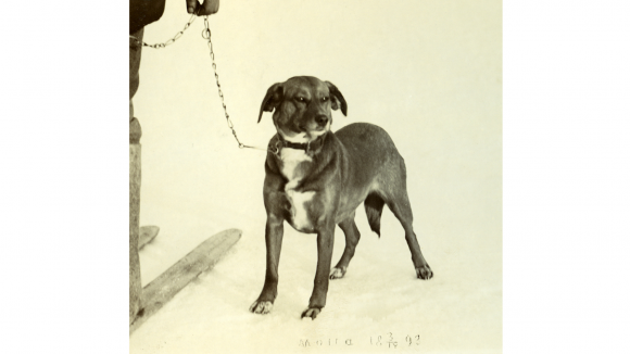 Jakten med drivande hund tog fart i Finland på 1800-talet. De drivande hundarna var då mycket mångskiftande. En stövare vid namn Molla fotograferad i Sibbo 1893.