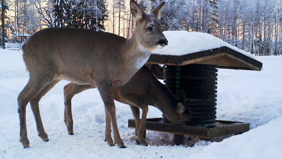 Lumisena talvena sorkkaeläinten on vaikea löytää ravintoa. Maltillinen ruokinta ei lisää kantaa, mutta estää eläimiä nääntymästä.