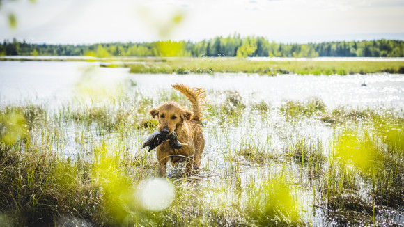 Noutavan koiran käyttö kuuluu vastuulliseen metsästykseen, sillä se etsii tehokkaasti mahdolliset haavakot talteen.Kuva: Pekka Rousi.
