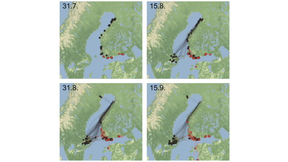 Suomalaisten GPS-merihanhien liikkeet elo–syyskuussa. Valtaosa Perämeren linnuista lähtee ennen elokuun loppua, kun taas Etelä-Suomen muutto ajoittuu syys–lokakuuhun ja on karttakuvissa vasta alkamassa.