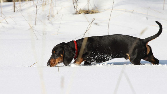 koira jäljestää lumisella pellolla.