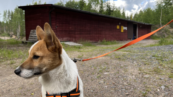 Ensimmäisen tutustumisen laukauksiin tulisi tapahtua etäisyydeltä, jolta äänet hädin tuskin kuuluvat. Tavoite on, että pentu ei ole laukauksista moksiskaan.