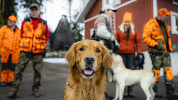 Kultainennoutaja jonka takana metsästäjiä ja toinen koira.