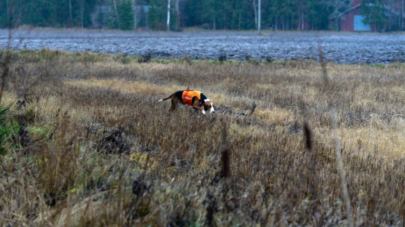 Suomenajokoira pellolla.