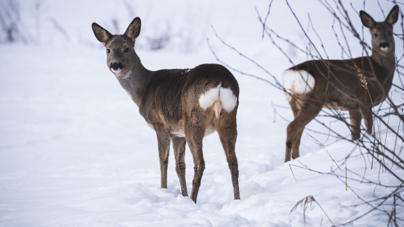 Kaksi metsäkaurista talvella.