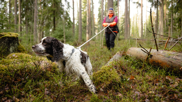 Englanninspringerspanieli metsällä