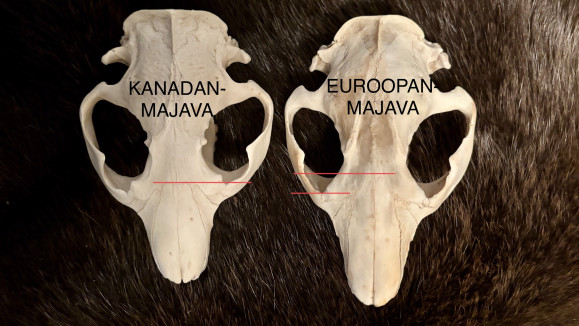 Kaksi majavan kalloa.