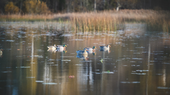 Utplacerade lockfåglar.