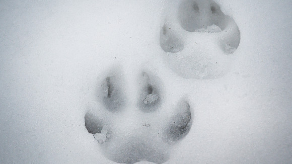 Suden jäljet lumessa.