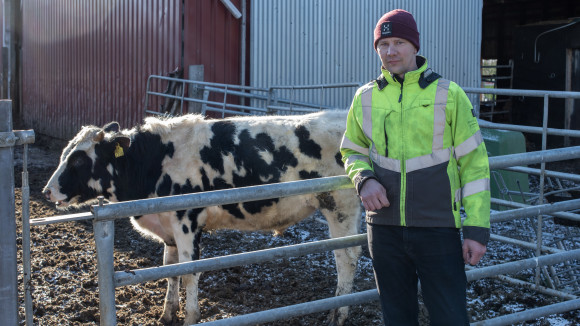 Lihakarjan kasvattaja ja jalottelutarhassa oleva vasikka.