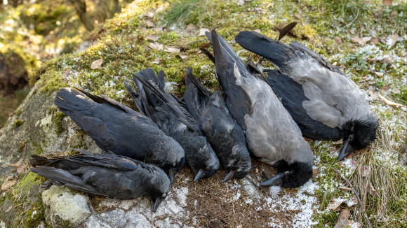Saaliiksi saatuja variksia ja naakkoja.
