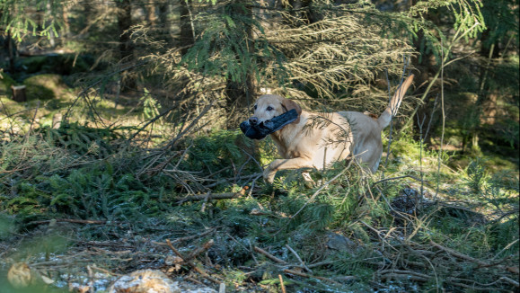 Koira noutamassa haavakkoa.