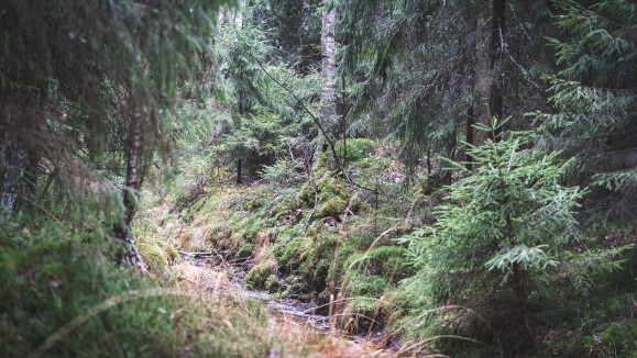 Mets&auml;maisema.