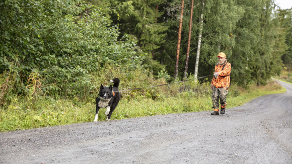 Karjalankarhukoira ja ohjaaja.