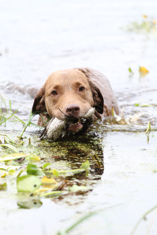 Noutava koira on verraton apu lintumetsällä niin maalla kuin vedessä. 