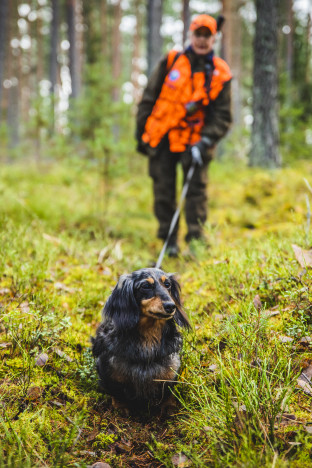 Det är också möjligt att jaga hjortdjur med hund ensam, om man kan komma överens om säkerhetsaspekterna tillräckligt tydligt med tanke på jaktledarens ansvar.