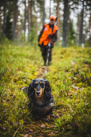 Peuranpyynti koiralla on mahdollista myös yksin, jos turvallisuusseikat pystytään metsästyksenjohtajan vastuiden kannalta sopimaan riittävän selvästi.