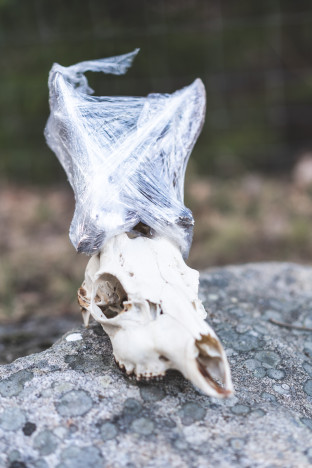Muovikelmulla suojatut sarvet.