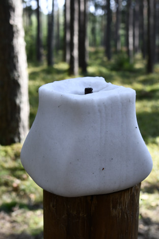 Suolakivi metsässä.