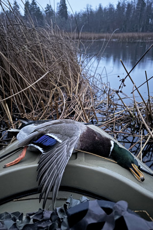 Fälld gräsandshane.