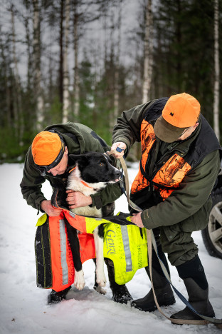 Koiralle puetaan susiliivit.