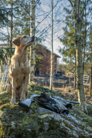 Labradorinnoutaja katselee taivaalle.