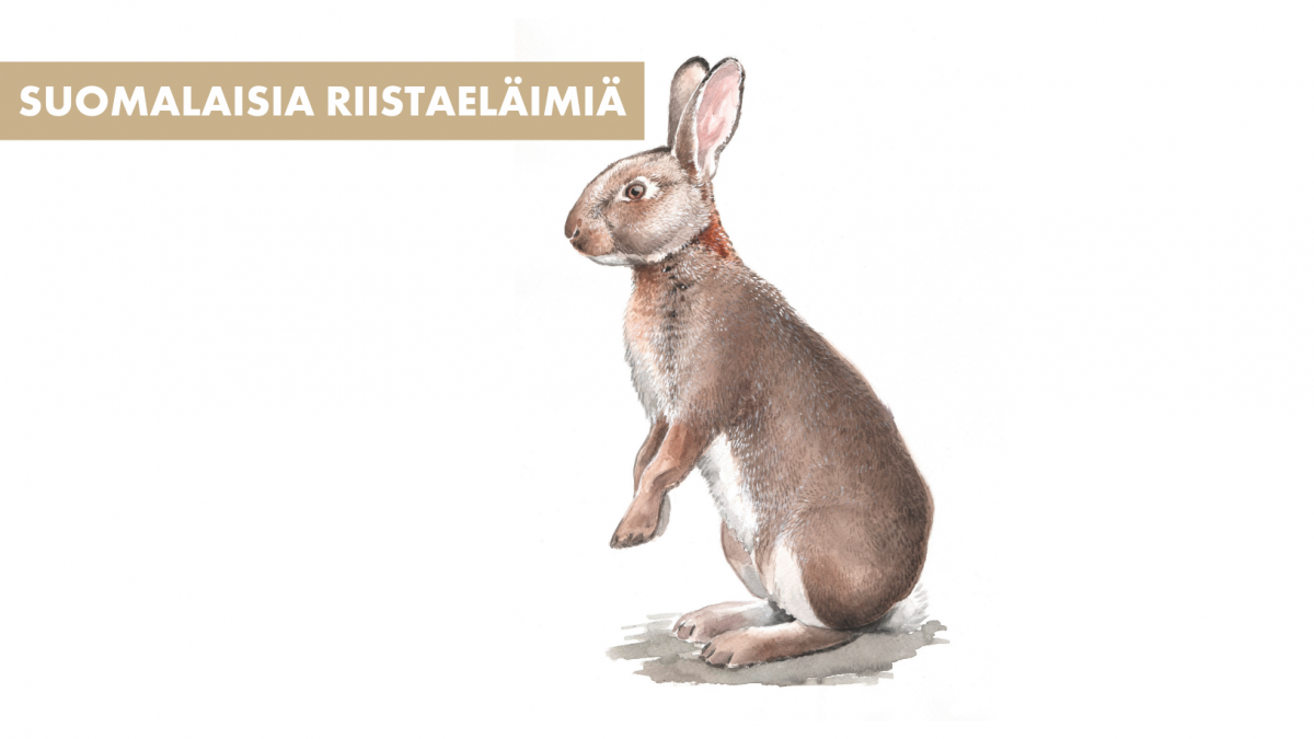 Suomalaisia riistaeläimiä: Villikani