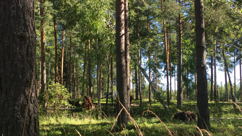 Kaatuneita puita metsässä