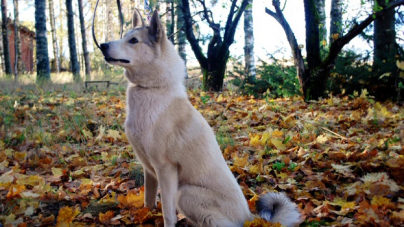 Liisa-Marja Lentonen kuvailee kaunista länsisiperianlaikaa erittäin oppivaiseksi koiraksi. Kuvassa Vilppu, joka on sijoituksessa Tammelassa