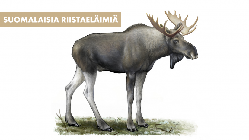 Suomalaisia riistaeläimiä: Hirvi