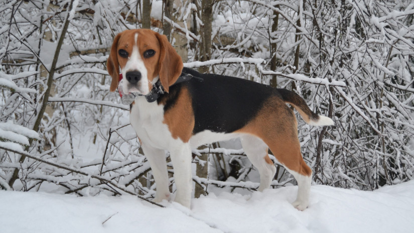 Beaglen kuuluu olla kaikkien kaveri ja se heiluttaa häntää kaikille. . Lempeä luonne on ykkönen, seuraavaksi tulee metsästysinto ja kolmanneksi hyvä rakenne ja terveys. 