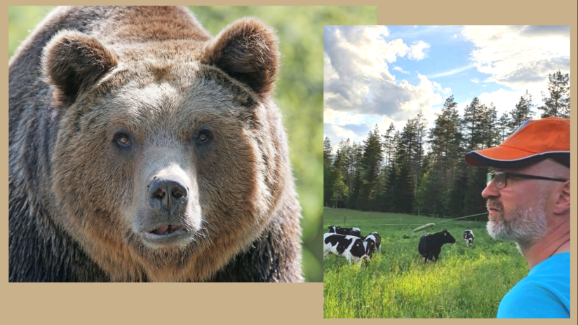 ”Karhulle ei haluta vahinkoeläimen statusta, siksi sen kannanhoidollinen metsästys on tärkeää”, sanoo Mika Piiroinen.