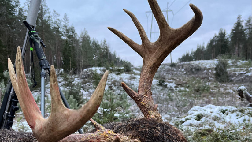 Harjoittelemalla ammuntaa saat riistaeläimen varmasti kaadettua.