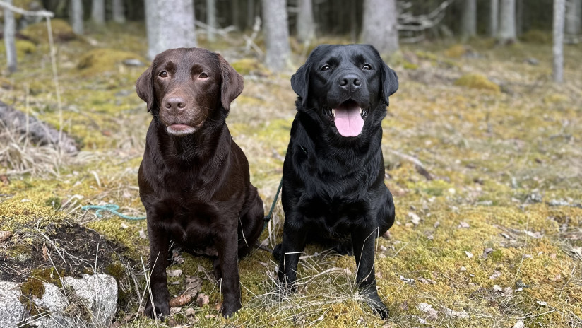 Kaksi labradorinnoutajaa