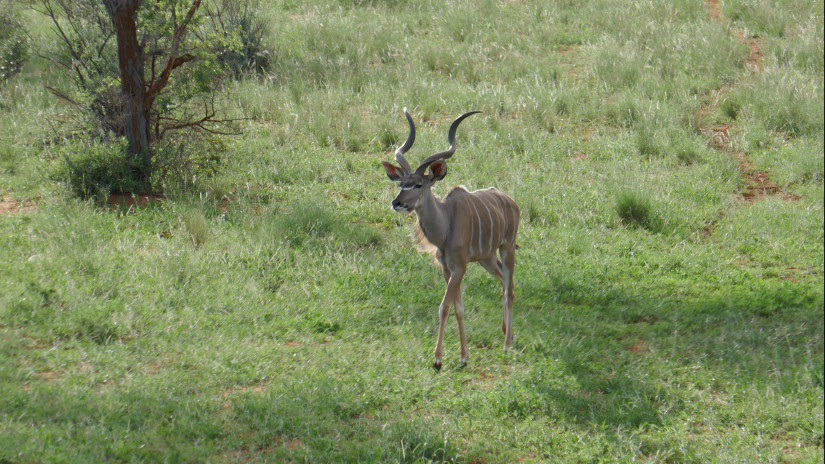 Kudu Namibiassa.