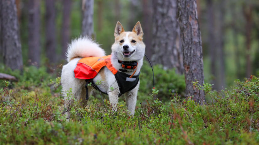 Aivi metsällä.