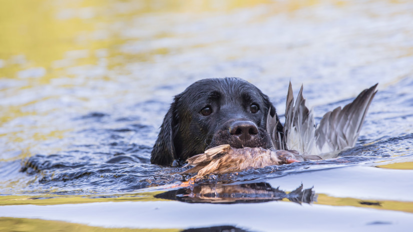 Simmande hund med fälld sjöfågel i munnen.